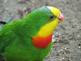 superb parrot