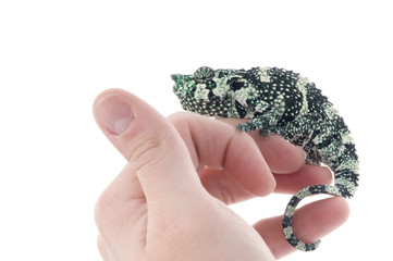 Meller Chameleon sitting on hand