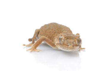 Helmeted Gecko