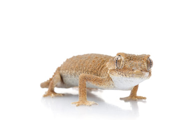 Fototapeta premium Helmeted Gecko