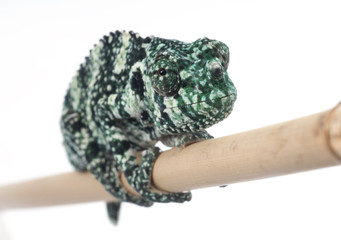 Meller Chamelean