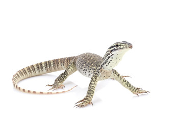 Naklejka premium Argus Monitor