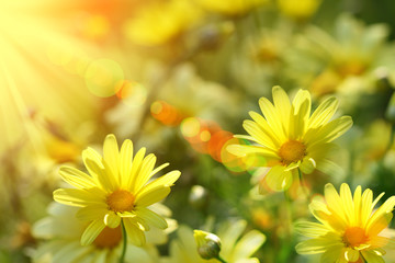 Closeup of yellow daisies with warm rays - 12348665