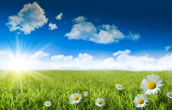 Wild Daisies In The Grass With A Blue Sky