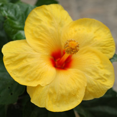 Fototapeta na wymiar hibiscus jaune