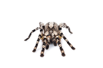 Indian Ornamental Tarantula (Poecilotheria regalis)