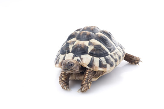 Herman's Tortise