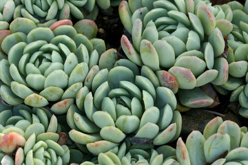 Clusters of succulent leaves fill the frame