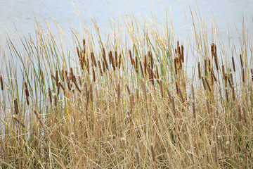 grasses and copyspace