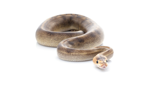 Champagne Ball Python