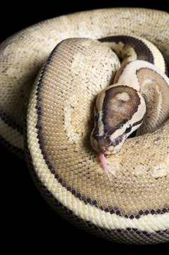 Super Stripe Ball Python