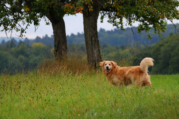 Golden retriever dans un près