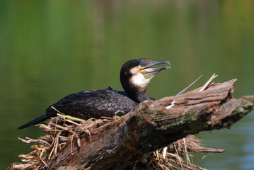 Cormoran dans son nid