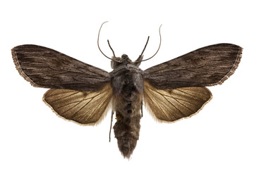 Shark Moth