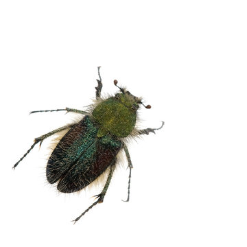 Pygopleurus apicalis
