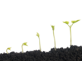 Five vegetation stages of bean plant shot over white