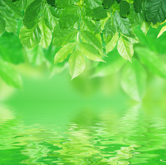 green leaves