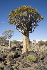 Quiver tree