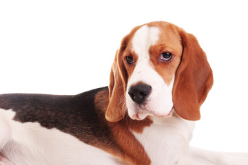 beagle puppy