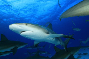 Caribbean Reef Shark (Carcharhinus perezii)