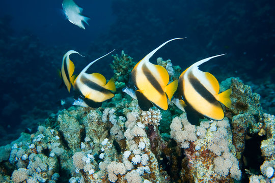 bannerfish