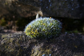 Mousse v&eacute;g&eacute;tale