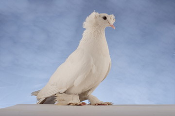 White dove