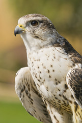 Saker Falcon
