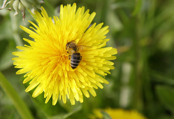 Biene in gelber Blume