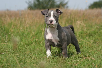 Le jeune American staffordshire gris et blanc à la campagne