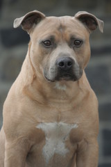 Bel american staffordshire sable et blanc en portrait de face