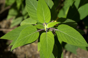 salbei, Salvia concolor