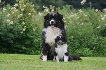moment de tendresse pour berger australien adulte et chiot