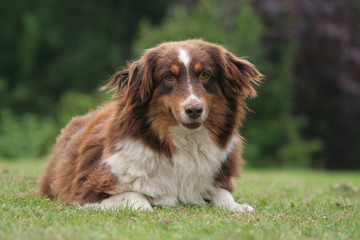 berger australien allongé sur l'herbe de face