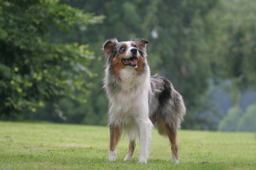 berger australien debout immobile regard vers le haut