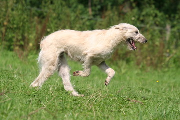Obraz premium bouvier des ardennes en promenade dans la nature