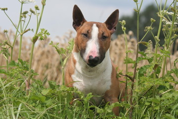 Portrait du Bull terrier miniature en pleine nature