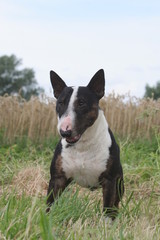 Bull terrier miniature de face à l'écoute