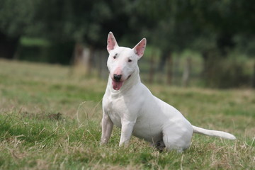 Le gentil regard du Bull terrier miniature