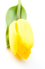 Yellow tulip