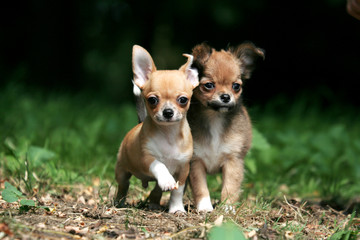 Deux adorables chiots chihuahua en balade