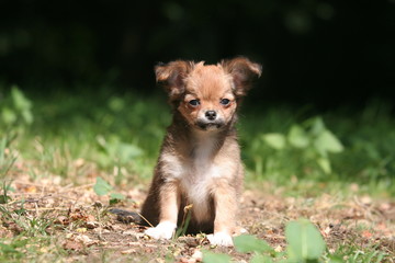 Chiot Chihuahua assis sagement à la campagne