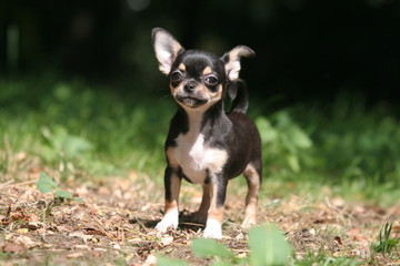 Jeune Chihuahua tricolore l'air décidé
