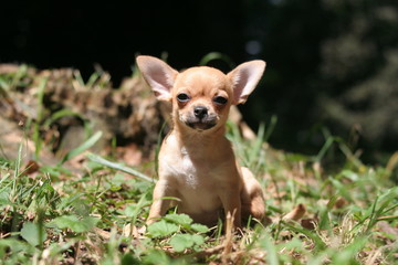 Le petit Chihuahua à poil court assis sagement e face