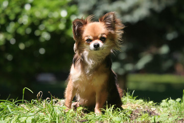 Chihuahua à l'air étonné assis de travers