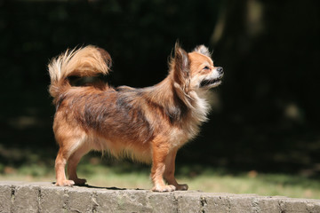 Vigilant Chihuahua à poil long de profil