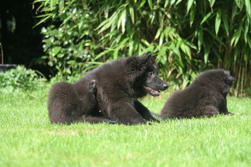 deux bébés chiots gronendael ensemble