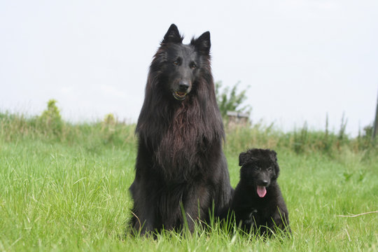 chien et chiot gronendael assis ensemble