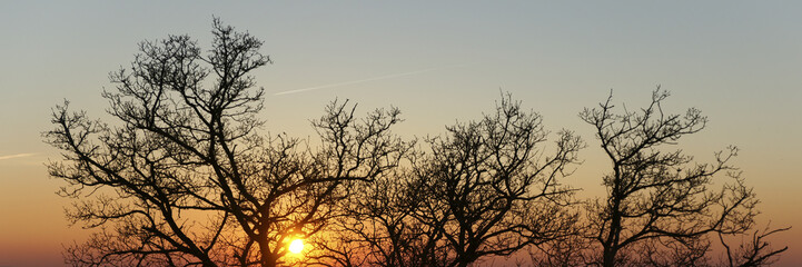 branches et soleil