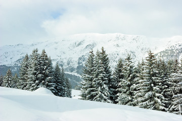 Fir trees on winter mountain